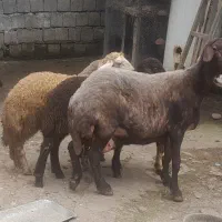 گوسفند میش داشتی وگوشتی|حیوانات مزرعه|قائم‌شهر, |دیوار