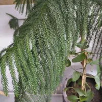 کاج مطبق. مانسترا .پتوس