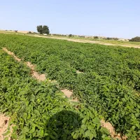 سمپاشی مزارع شلتوک یونجه و باغات میوه|خدمات باغبانی و درختکاری|گتوند, |دیوار