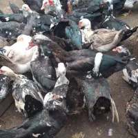 اوردک اسرائیلی و غاز فروشی