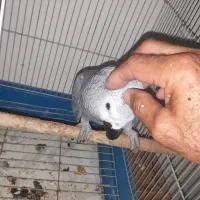 کاسگو 8ماهه نر