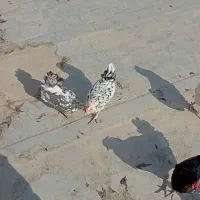 تخم‌مرغ گلین|حیوانات مزرعه|برخوار, |دیوار