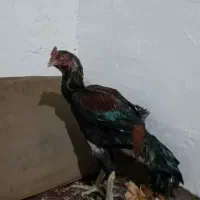 خروس لاری|پرنده|قمرود, |دیوار