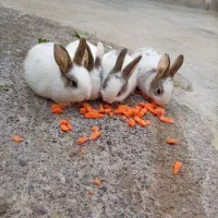 فروشی|موش و خرگوش|انگوت, |دیوار