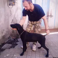 توله آلمانی ۴ماهه اصیل