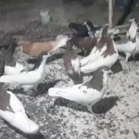 ۱۴کفترشهری پرشی|پرنده|سیمکان, |دیوار