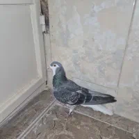 دمگیر نر زرهی دولا