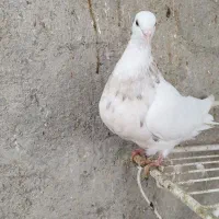 کبوتر طوقی|پرنده|لامرد, |دیوار