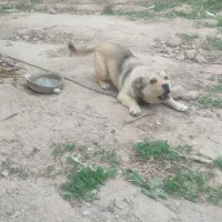 سگ پاکوتاه ماده