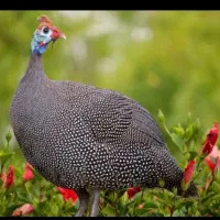 ۴ عدد مرغ شاخدار