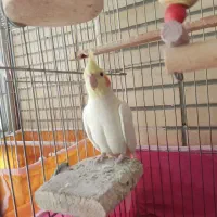 جفت عروس هلندی بالغ