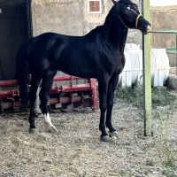 اسب|اسب و تجهیزات اسبسواری|دورود, |دیوار