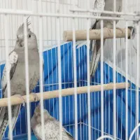 ۳تا عروس هلندی وایت فیس