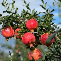 نهال انار‌ ژله ای قفقازی سردسیری