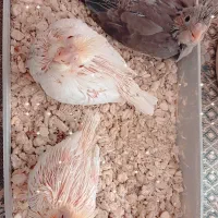 عروس هلندی سینامون و لوتینو