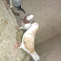 کفتر نروماده