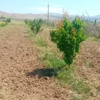 کارگر باغ