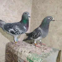 17تا زاجر شهرستان|پرنده|یزد, |دیوار