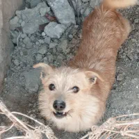 سگ  پا کوتاه