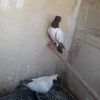 پرستویی سرخ نر|پرنده|قم, در بهشت|دیوار