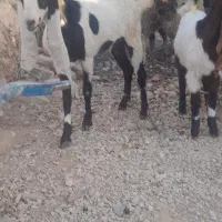 سه عدد تی بز پاکستانی|حیوانات مزرعه|خرمآباد, |دیوار