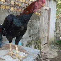 جوجه خروس لاری بزن ۱۲ماهه