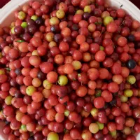 آلوچه جنگلی تازه چین