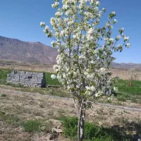 فروش زمین باغی|فروش زمین و ملک کلنگی|شهمیرزاد, |دیوار