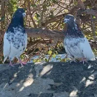 کله دم سبز اصیل همدان