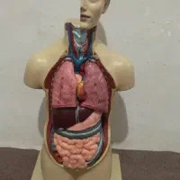 مولاژ اناتومی بدن انسان کامل وسالم ونو