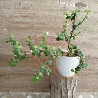 گل و گیاه طبیعی