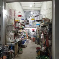 قناری فنج مرغ عشق