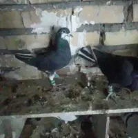 ماده پرشی|پرنده|تربت‌حیدریه, کلاته توکلی|دیوار