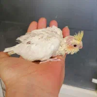 چوچه سرلاکی عروس هلندی.|پرنده|فردیس, شهرک وحدت|دیوار