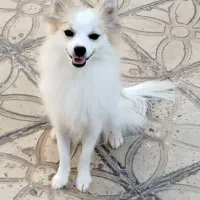 سگ پامر روباهی