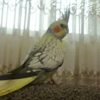 دو جفت هلندی مولد|پرنده|هشتگرد, فاز ۷ مهستان|دیوار