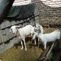 بز داشتی جوان