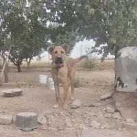 توله سگ سراب