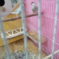 فروش یک جفت فنچ نرگسی مولد