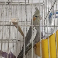 عروس هلندی