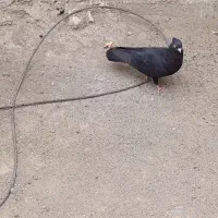 گمشده|حیوانات|جیرفت, |دیوار