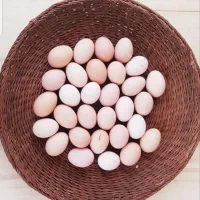 تخم مرغ برهما و مرغ خروس برهما