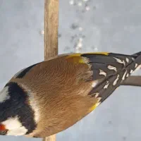 سهره حلب
