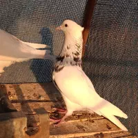 طوقی هفت رنگ|پرنده|اصفهان, حصه شمالی|دیوار