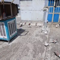 تهرانی و کاشانی