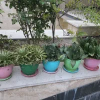 ۶ عدد گلدان