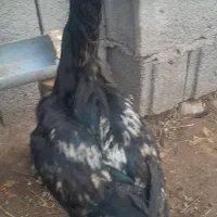 یک عددجوجه لاری اصل|حیوانات مزرعه|اهر, |دیوار