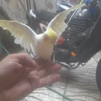 عروس سخنگو