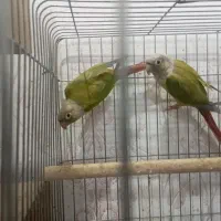 جفت گرینچیک اناناسی|پرنده|اهواز, سلطانمنش|دیوار