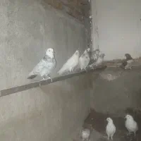 کبوتر گمشده گله دار گرگی قرمز هرکس گرفته خریدارم|پرنده|کامیاران, |دیوار